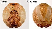 Image result for "brissopsis Lyrifera". Size: 182 x 103. Source: www.researchgate.net