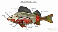 Image result for Atlantische Baardvis Anatomie. Size: 189 x 103. Source: www.pinterest.com