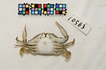 Image result for Portunus Portunus trituberculatus. Size: 155 x 103. Source: ffish.asia