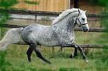 Résultat d’image pour Cheval blanc Gris. Taille: 156 x 103. Source: www.pinterest.com