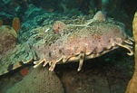 Image result for "orectolobus Ornatus". Size: 151 x 103. Source: www.sharkwater.com