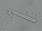 Afbeeldingsresultaten voor "haliommatidium Muelleri". Grootte: 139 x 103. Bron: www.researchgate.net