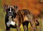 Image result for Boxer Dog. Size: 145 x 103. Source: www.pets4homes.co.uk