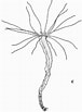 Image result for "nausithoe Aurea". Size: 76 x 103. Source: www.researchgate.net