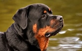 Bilderesultat for Rottweiler. Størrelse: 166 x 103. Kilde: www.servicedogtrainingschool.org