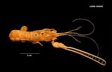 Image result for Thaumastocheles japonicus Rijk. Size: 159 x 103. Source: www.marinespecies.org