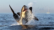 Billedresultat for Witte haai Ondersoorten. størrelse: 184 x 103. Kilde: nos.nl