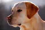 Image result for Labrador Retriever Dyrepleie. Size: 157 x 103. Source: kamcord.com