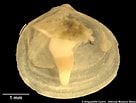 Image result for "diplodonta Rotundata". Size: 136 x 103. Source: naturalhistory.museumwales.ac.uk