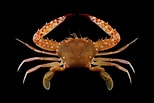 Image result for "charybdis Granulata". Size: 154 x 103. Source: www.crabdatabase.info