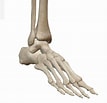足関節 構成する骨 に対する画像結果.サイズ: 107 x 103。ソース: arc-labo.net