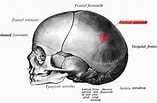 Image result for Foramina parietalia Anatomie. Size: 157 x 103. Source: www.ars-neurochirurgica.com