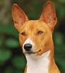 Image result for Basenji Hund. Size: 92 x 103. Source: www.johnsonanimalclinic.com