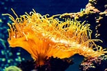Image result for Catalaphyllia. Size: 155 x 103. Source: www.dreamstime.com