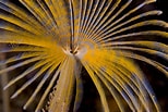 Image result for "sabella Pavonina". Size: 154 x 103. Source: www.britishmarinelifepictures.co.uk