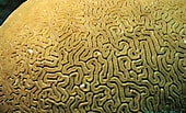 Image result for Diploria labyrinthiformis. Size: 170 x 103. Source: www.thecephalopodpage.org