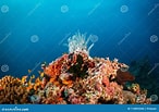 Image result for "antipathes Pennacea". Size: 146 x 103. Source: www.dreamstime.com