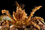 Afbeeldingsresultaten voor "achaeus Curvirostris". Grootte: 154 x 103. Bron: www.montereybayaquarium.org