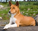 Image result for Basenji Hund. Size: 124 x 103. Source: puppytoob.com