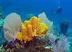 Image result for Sponges Invertebrates. Size: 142 x 103. Source: www.adoptananimalkits.com