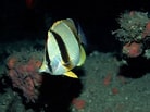 Image result for "chaetodon Robustus". Size: 138 x 103. Source: www.reeflex.net