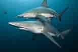 Image result for Black Pit Shark. Size: 154 x 103. Source: www.forbes.com