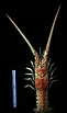 Afbeeldingsresultaten voor "linuparus Trigonus". Grootte: 61 x 103. Bron: tmshop.fc2web.com