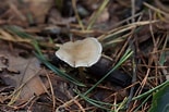 Image result for Botercollybia. Size: 155 x 103. Source: oirschotseheide.nl