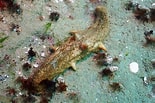 Image result for Apostichopus parvimensis. Size: 155 x 103. Source: reeflifesurvey.com