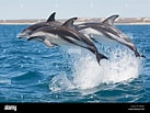 Image result for "lagenorhynchus Obscurus". Size: 137 x 103. Source: www.alamy.com