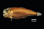Image result for PHOSICHTHYIDAE Phylum. Size: 156 x 103. Source: fishesofaustralia.net.au