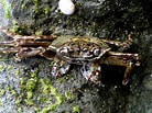 Image result for "grapsus Albolineatus". Size: 138 x 103. Source: www.flickr.com