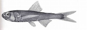 Image result for Ceratoscopelus maderensis Klasse. Size: 299 x 103. Source: www.fishbiosystem.ru