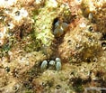 Image result for "lebrunia Coralligens". Size: 118 x 103. Source: bioobs.fr
