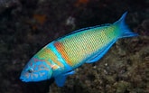 Image result for "thalassoma Pavo". Size: 165 x 103. Source: adriaticnature.com