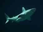 Image result for Black Pit Shark. Size: 138 x 103. Source: www.zoochat.com