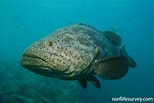 Image result for "epinephelus Itajara". Size: 154 x 103. Source: reeflifesurvey.com