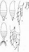 Image result for "nannocalanus Minor". Size: 57 x 103. Source: copepodes.obs-banyuls.fr