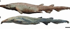 Image result for "apristurus Stenseni". Size: 242 x 103. Source: www.researchgate.net