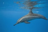 Afbeeldingsresultaten voor "stenella Longirostris". Grootte: 154 x 103. Bron: www.dolphins-world.com