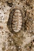 Afbeeldingsresultaten voor Acanthopleura granulata Anatomie. Grootte: 68 x 103. Bron: alchetron.com