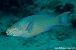 Résultat d’image pour Scarus vetula Habitat. Taille: 154 x 103. Source: reeflifesurvey.com