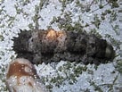 Image result for Stichopus horrens Dieet. Size: 137 x 103. Source: alchetron.com