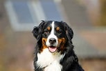 Bilderesultat for Berner Sennenhund. Størrelse: 153 x 103. Kilde: pawleaks.com