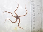 Image result for "ophiura Sarsii". Size: 138 x 103. Source: www.marinespecies.org