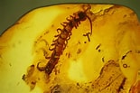 Résultat d’image pour Scolopendre fossile. Taille: 155 x 103. Source: www.fossilera.com