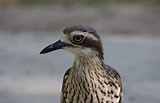 Image result for Burhinidae. Size: 160 x 103. Source: www.flickr.com