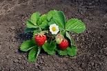 Image result for Strawberry Plants. Size: 155 x 103. Source: workshopedia.com