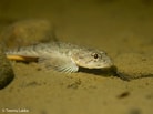Image result for Fourhorn Sculpin. Size: 138 x 103. Source: www.flickr.com