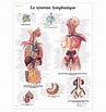 Afbeeldingsresultaten voor Vleugelkophamerhaai Anatomie. Grootte: 97 x 103. Bron: www.physiotherapie.com